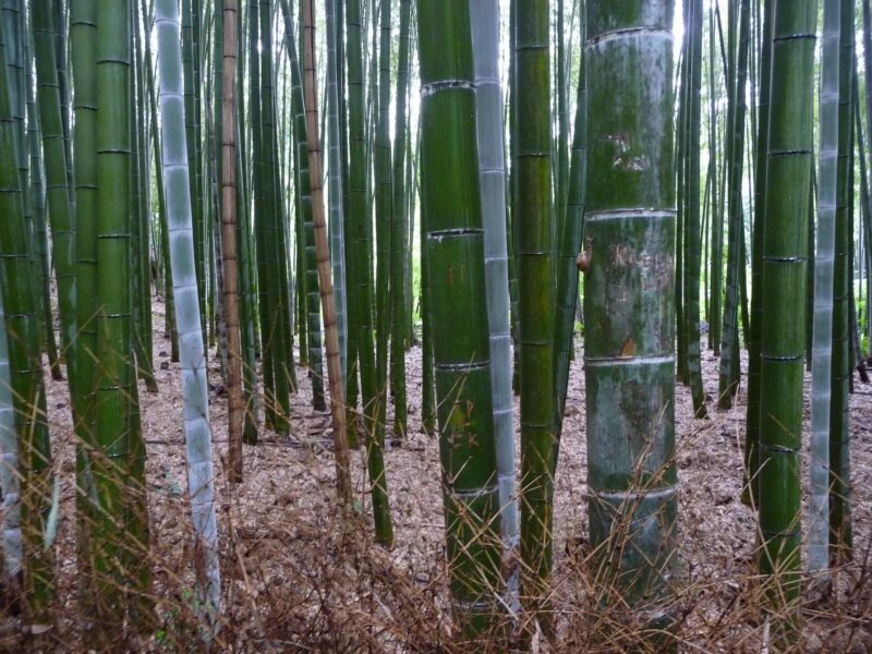 Appel à projets | Festival La Science de l’Art 12ème édition | Être(s) à la forêt | Jusqu’au 20 septembre