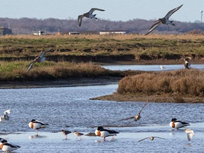 Appel à projets Fonds MAIF pour le vivant – Nature 2050 | Jusqu’au 16 novembre